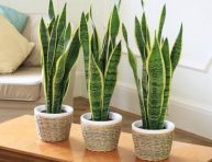 imagen Decora y refresca tu hogar con estas plantas purificadoras